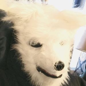 Meet your Posher, Dusty